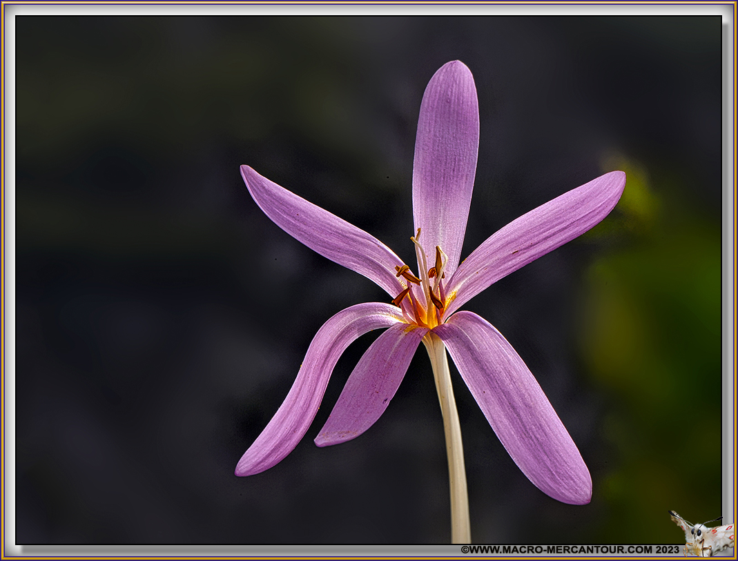 Colchiques